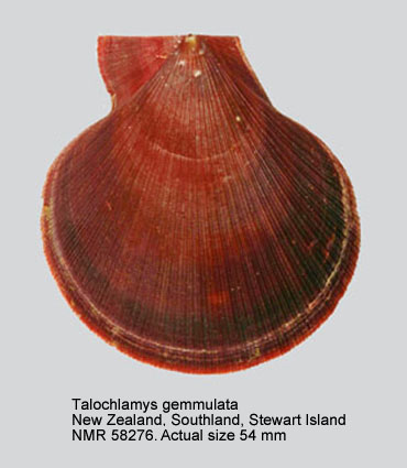 Talochlamys gemmulata.jpg - Talochlamys gemmulata(Reeve,1853)